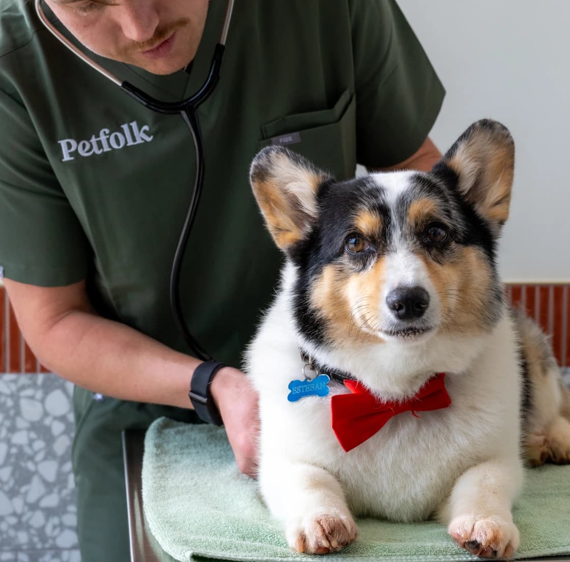A Petfolk veterinarian listening to a corgi's heart with a stethoscope